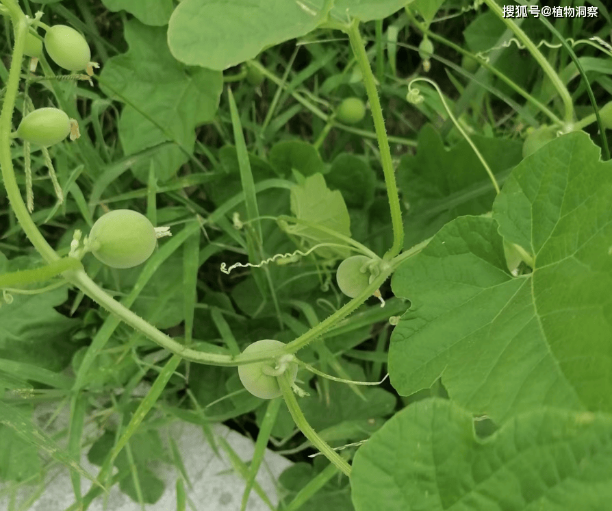 野生马泡瓜图片