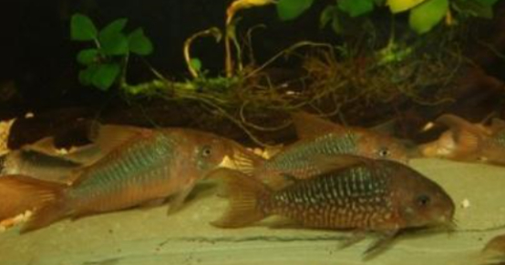 来看看这类亚马逊河流域的观赏鱼怎么混养吧!