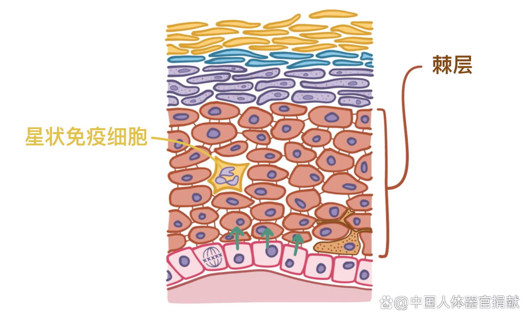 人体表皮细胞结构图图片