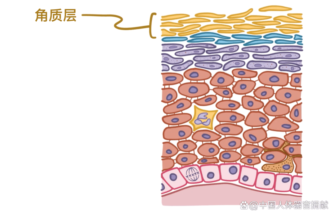 网状细胞属于哪种细胞图片