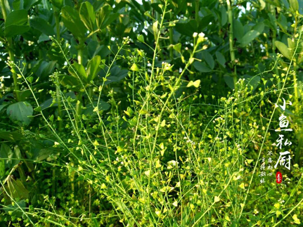 陕西野菜油勺勺图片图片