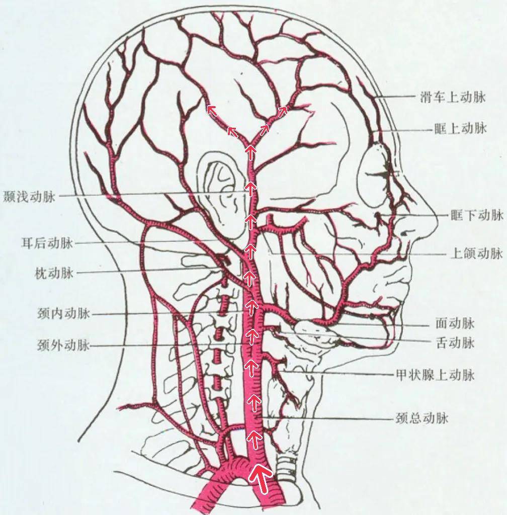 整个头部位置名称图解图片