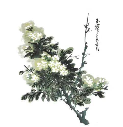 茉莉花长什么样国画图片