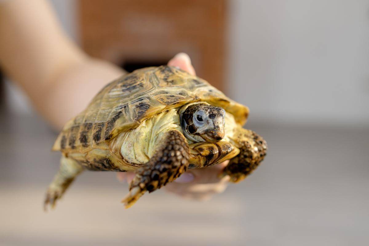 乌龟的智商相当于人类几岁？你们知道吗？看完涨知识了！_搜狐网