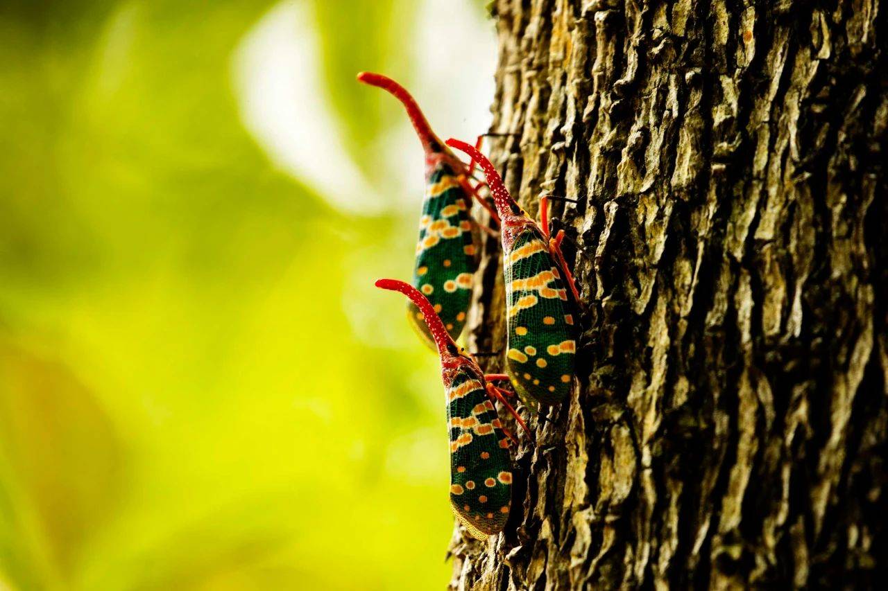 龙眼树上的一大害虫,却成名贵稀罕美食,目前400元一盘,你认识吗?