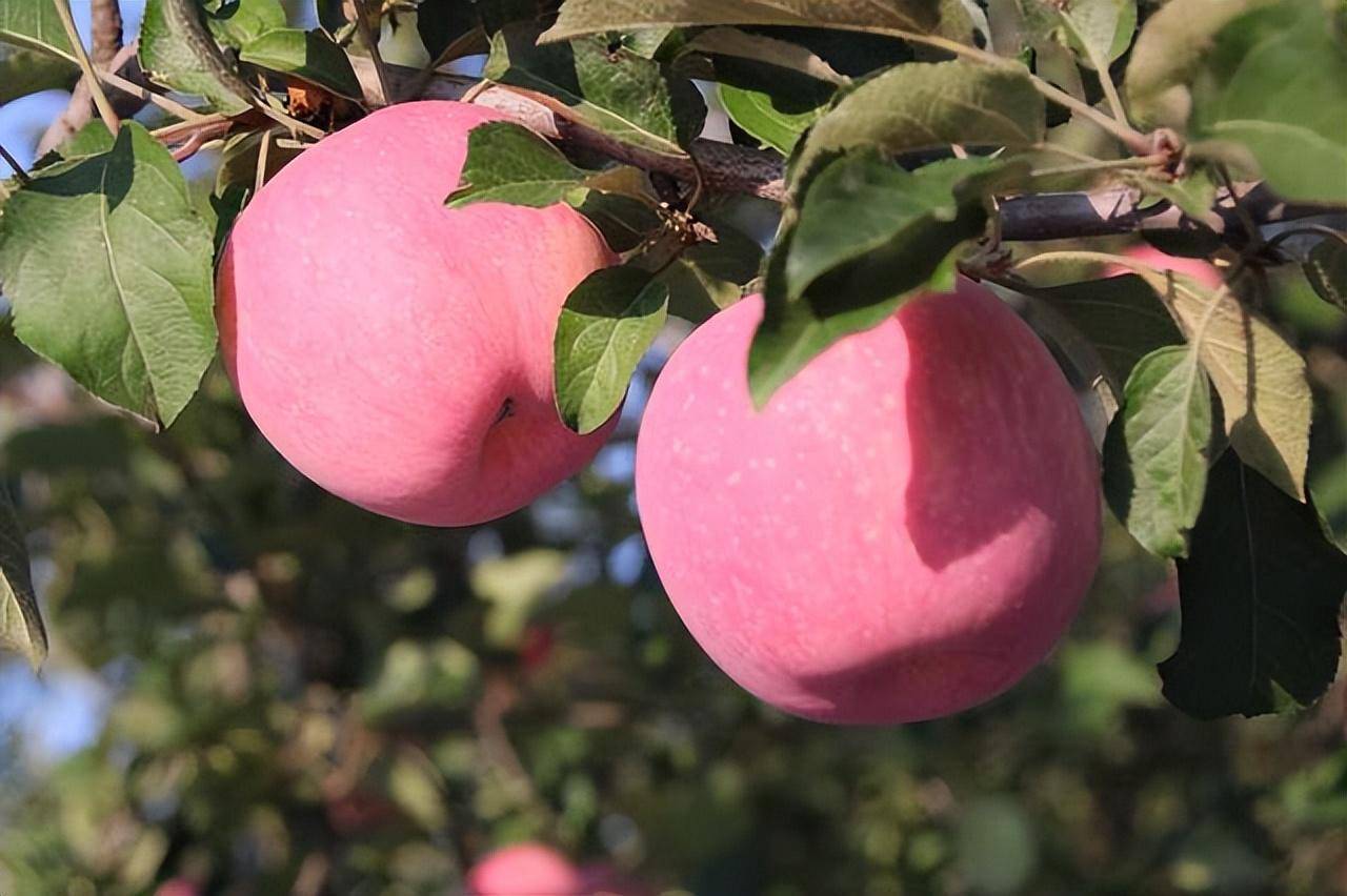 苹果正"长个" 管理这样做_果实_着色_可进行