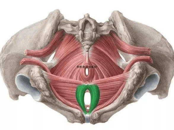 灵动的盆底之前盆底肌解剖及功能