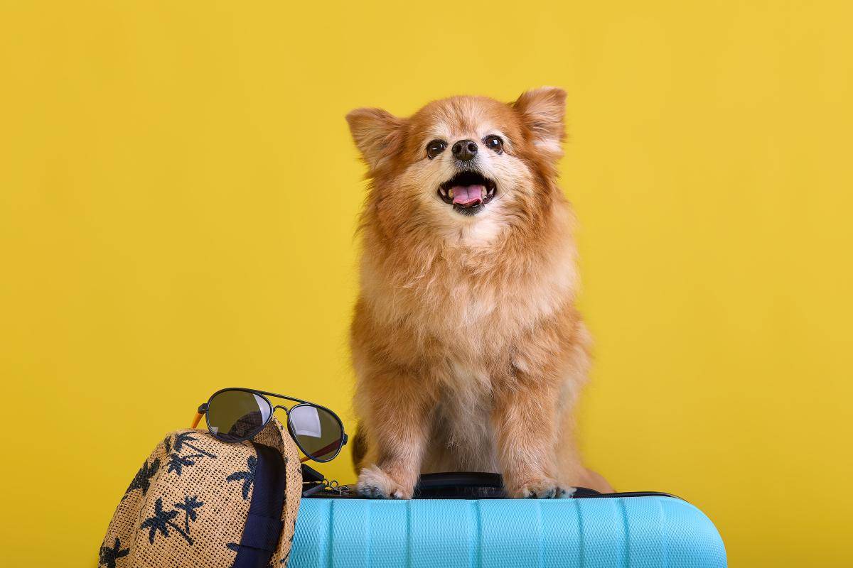 别被萌态欺骗了！狗狗智商低？会有这些表现？你家狗狗中招了吗？_搜狐网