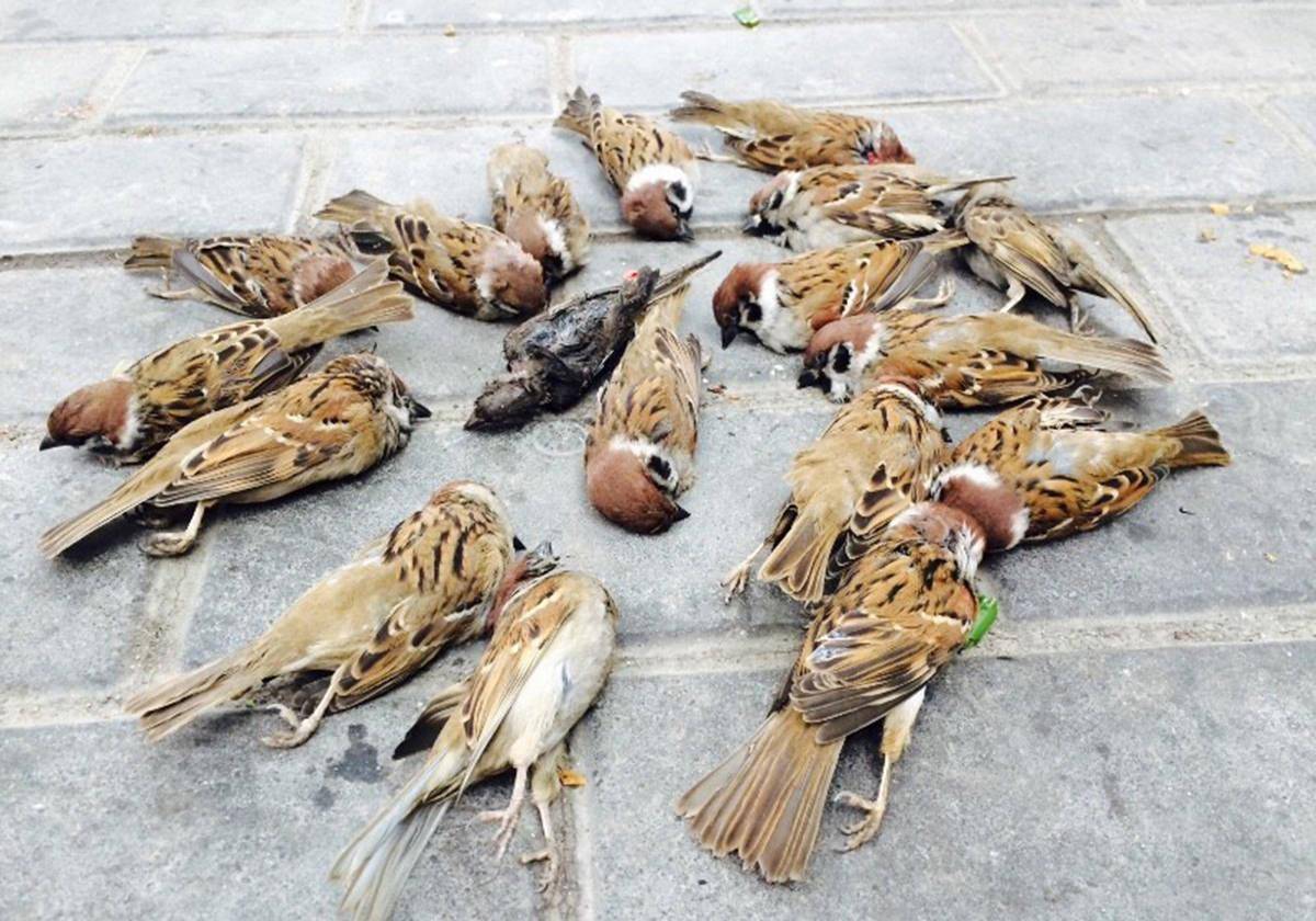 麻雀尸体消失的可能原因包括天敌的捕食或清除,尸体的分解和腐烂以及