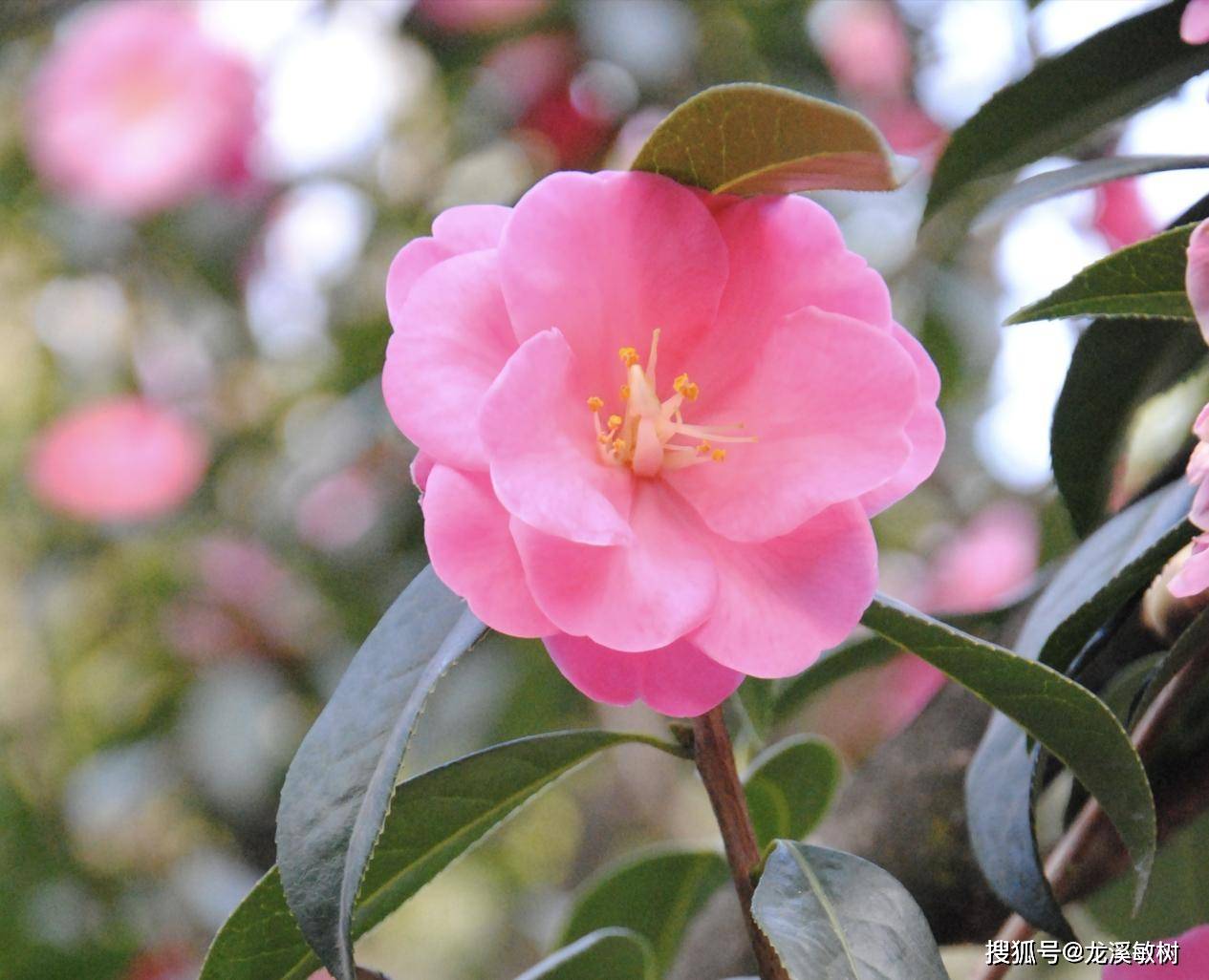 高帽子茶花图片