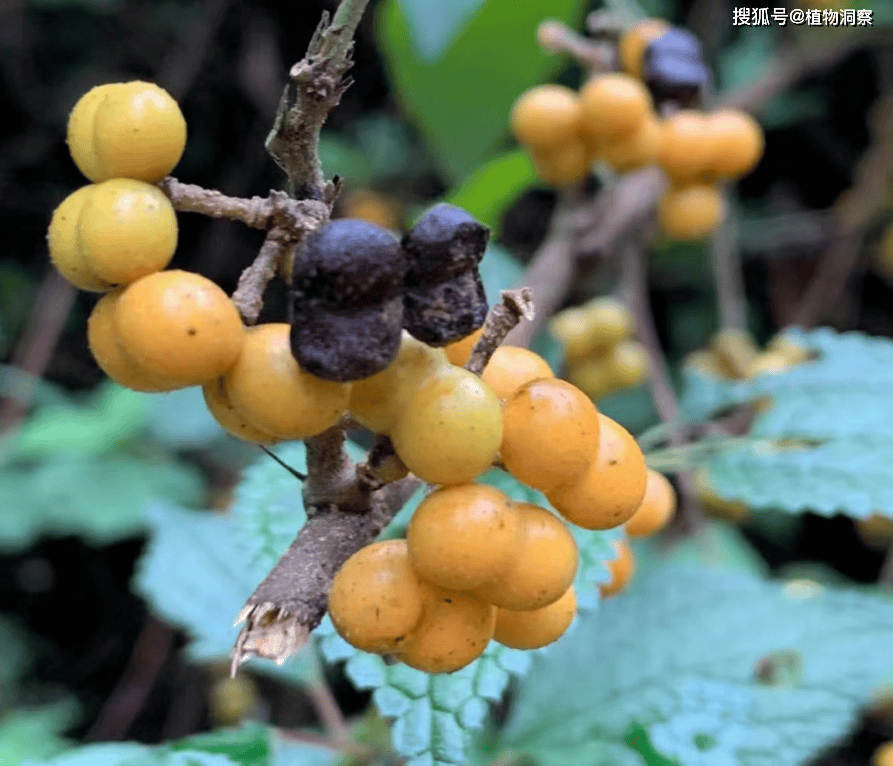 这植物果实像小孩拳头,俗称"娃娃拳",根能入药,祛风除湿!