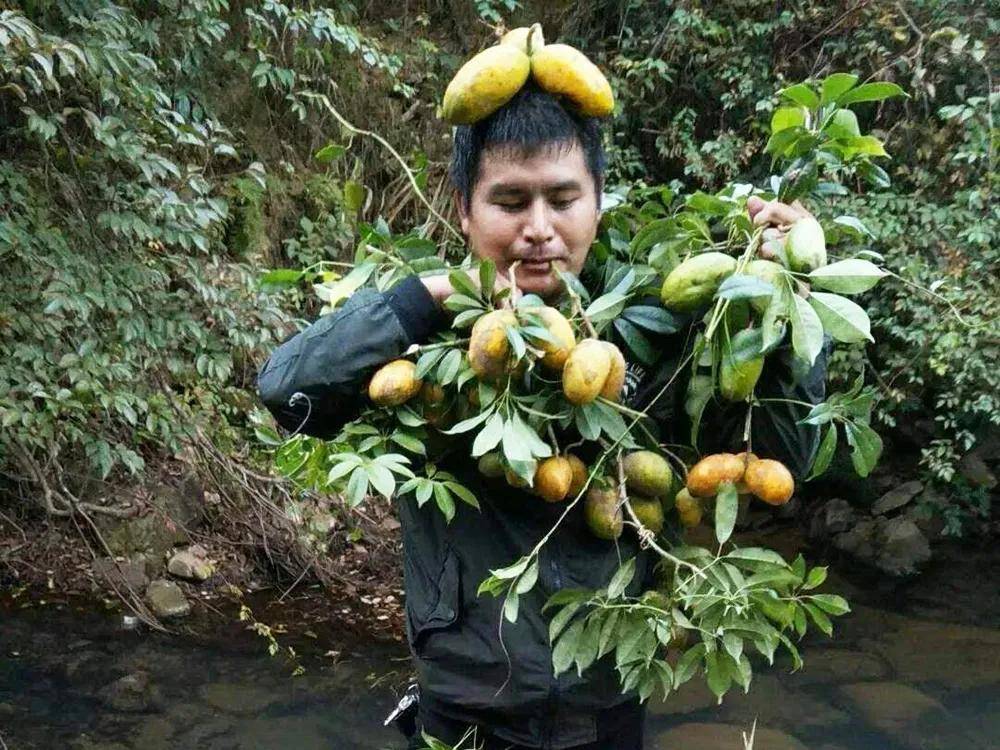 它是属于木通科野木瓜属的一种植物