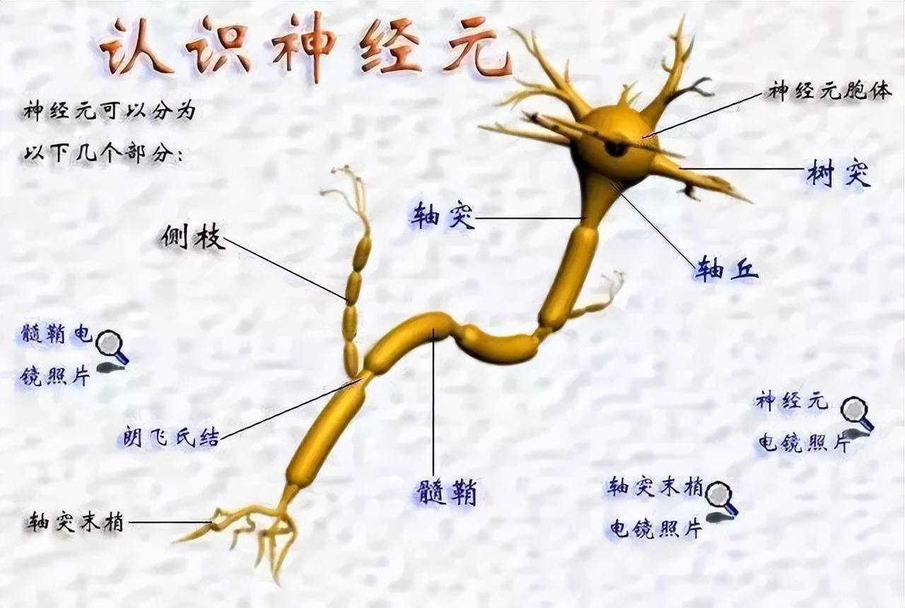 神经长啥样图片