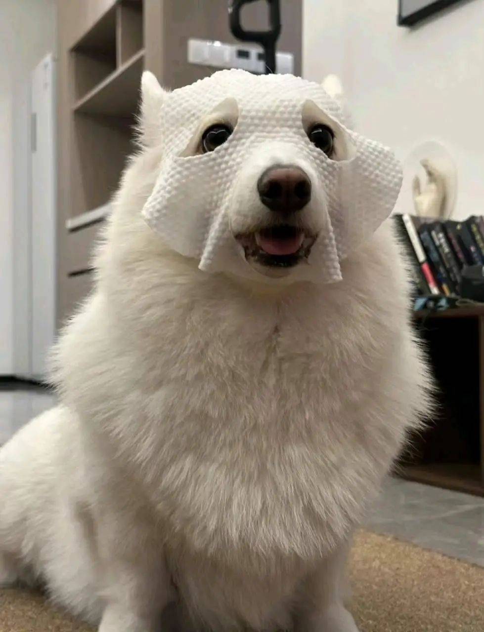 开心一刻笑话:要和小狗一起敷面膜吗?