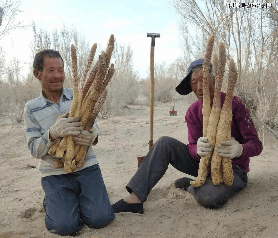 1984年肉苁蓉正式被列入《国家二级保护植物名录》,也就是说野生的肉