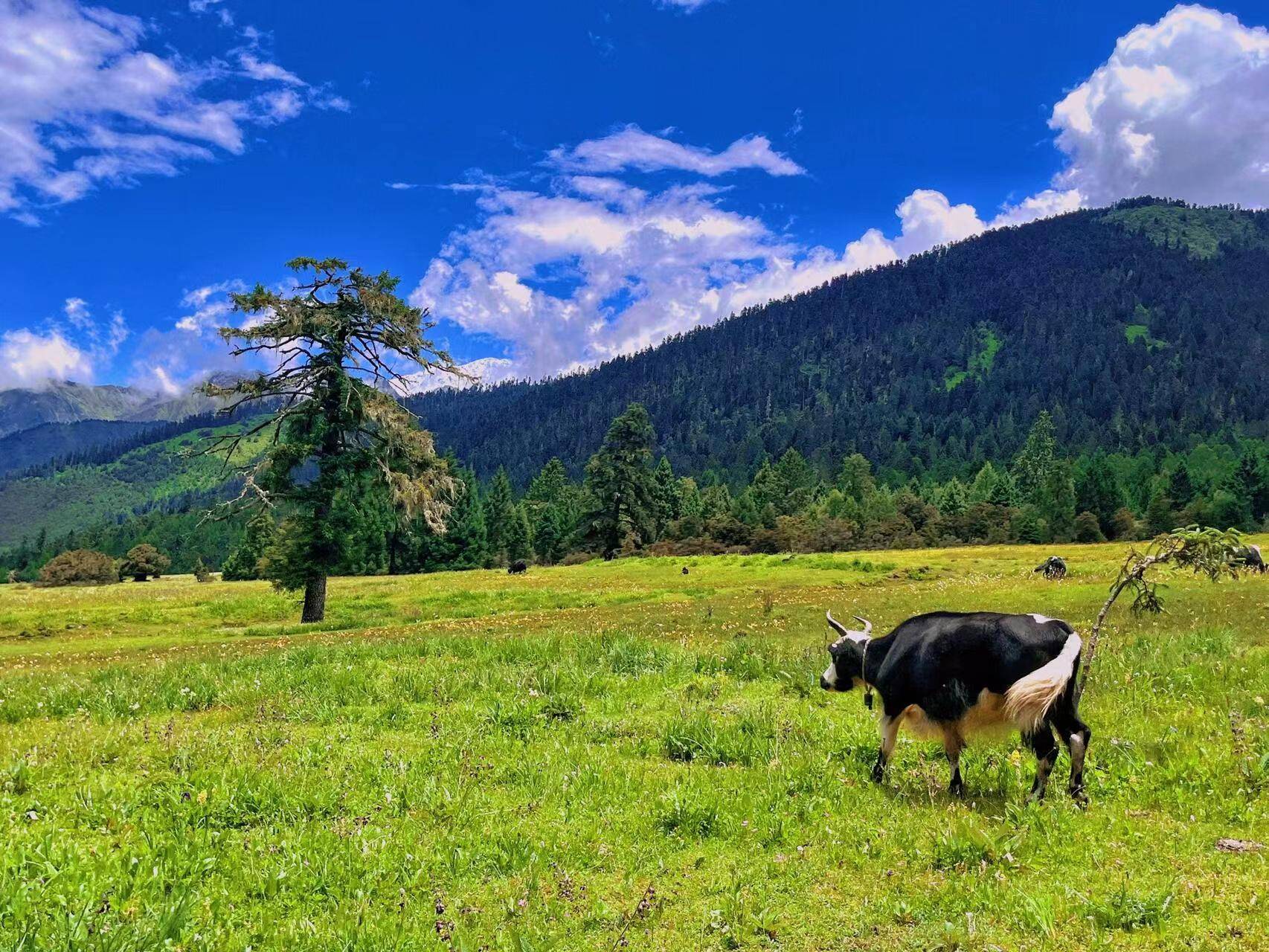 去西藏药王山游览5天行程顺序,组个拉萨小团五天要多少费用