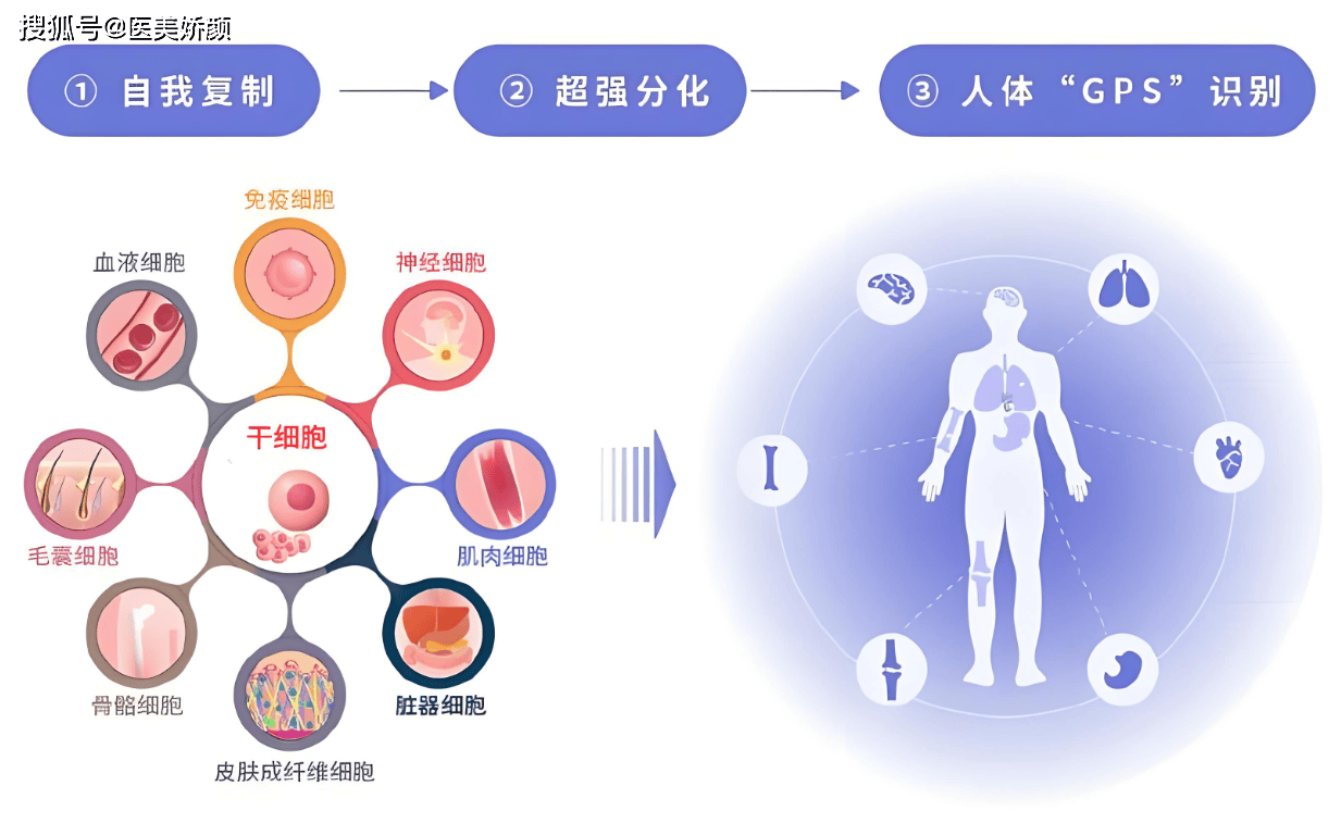 揭开干细胞抗衰老的秘密：一场科技与自然的交响