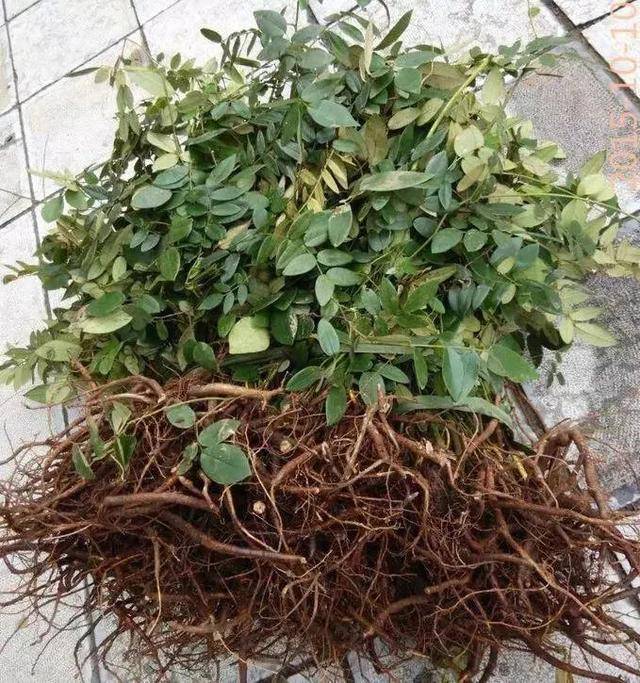 手把手教你认清中草药植物500种根类6山豆根
