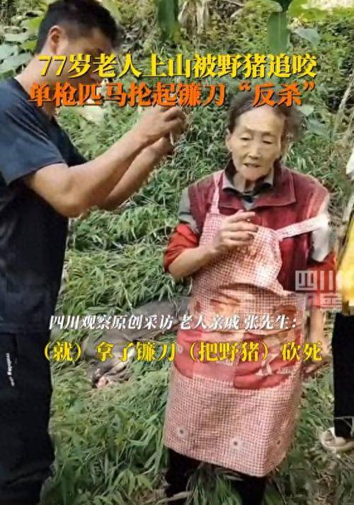 77岁老太被野猪咬伤后将其反杀 网友：佩服老人的英勇！-野猪咬死人新闻