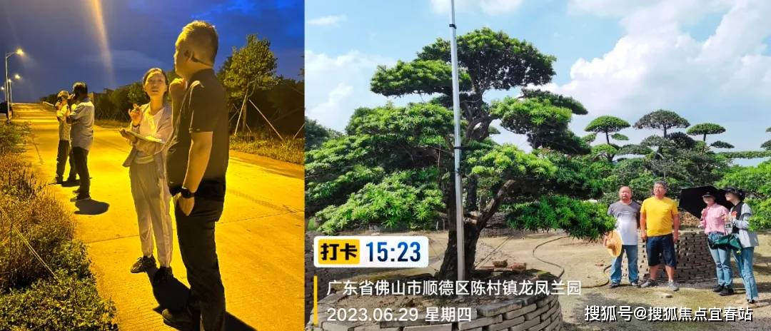 最名贵罗汉松品种排名图片