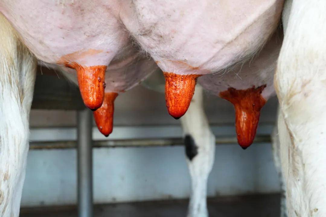 秋季奶牛乳头健康管理,防止"秋后算账"