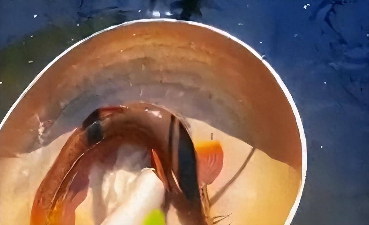 云南女子捞起龙形大号泥鳅王!网友:姜它放茴大孜然吧