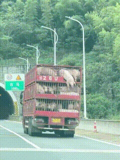 高速猪从车上掉下来,居然还是一个连续剧!