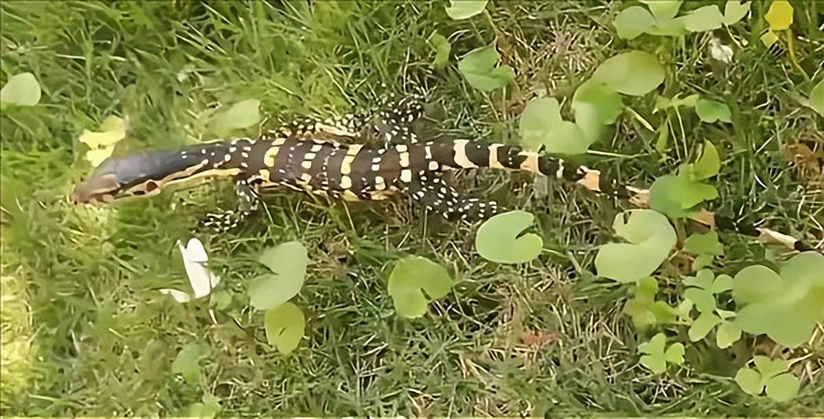 "五爪金龙"现身云南孟连,寿命可达150年,好斗,唾液含剧毒