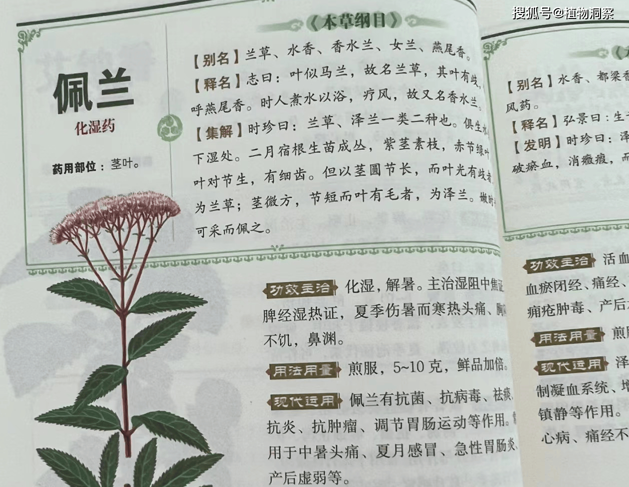 佩兰,一种天然的香草植物,佩戴可驱虫防蚊!