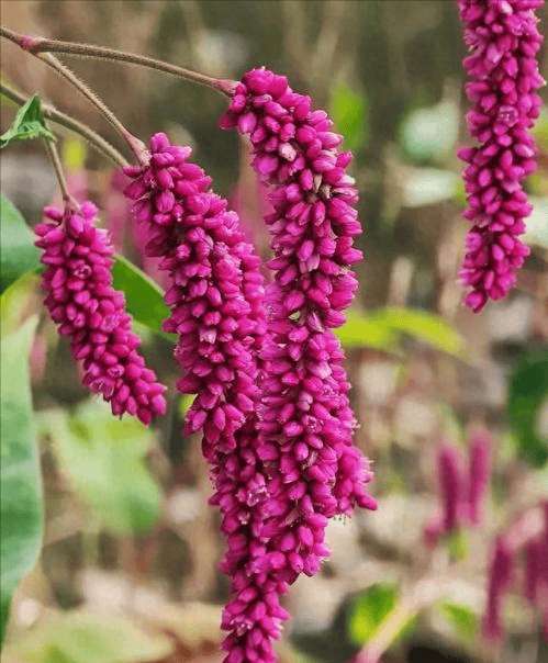 赏秋时节,读薛宝钗的菊花诗:怅望西风抱闷思,蓼红苇白断肠时