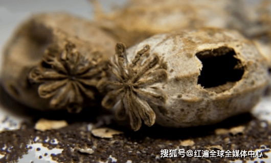 4人大量购买罂粟壳解馋被罚