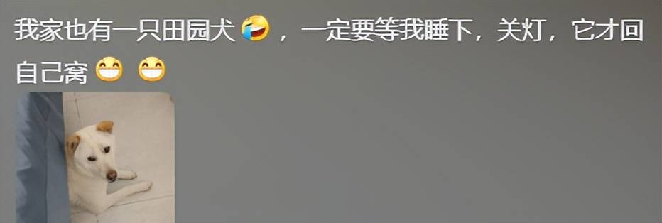 中华田园犬大战2米毒蛇保护110, 网友们赞声一片啊-中华田园犬凶不凶猛