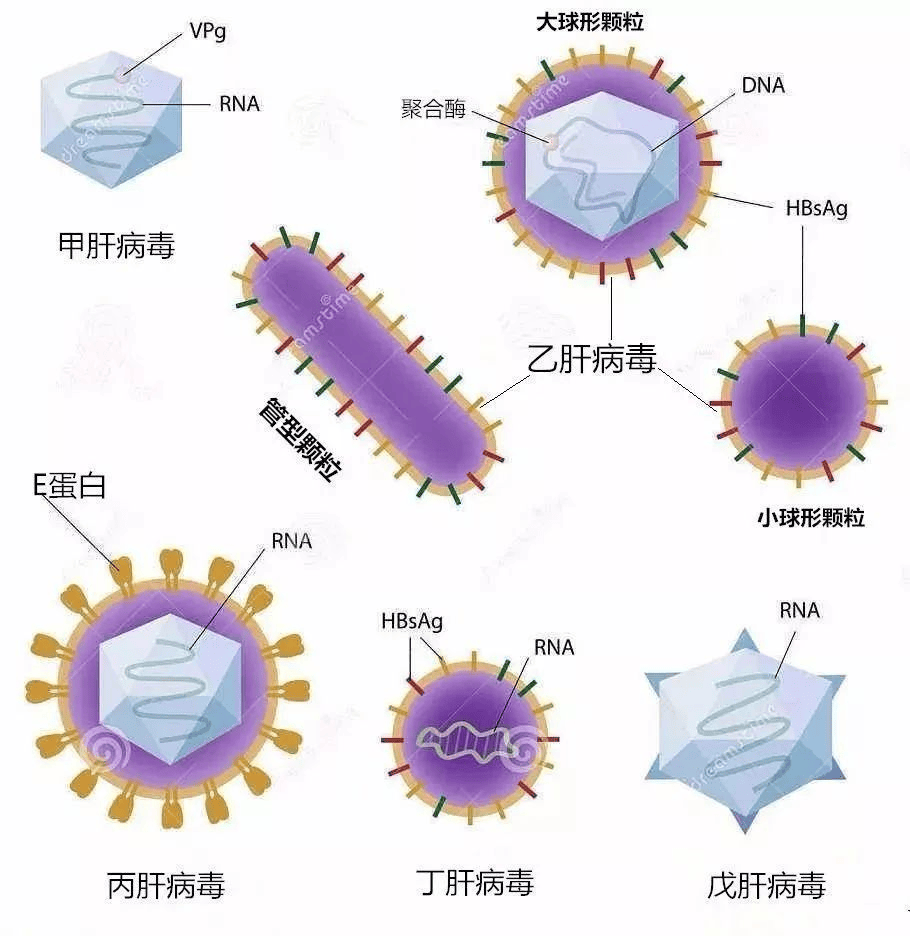 这种病毒竟致癌?我们如何远离?