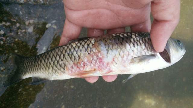 鱼类肠炎如何进行防治?鱼的肠炎病怎么预防治疗?干货满满