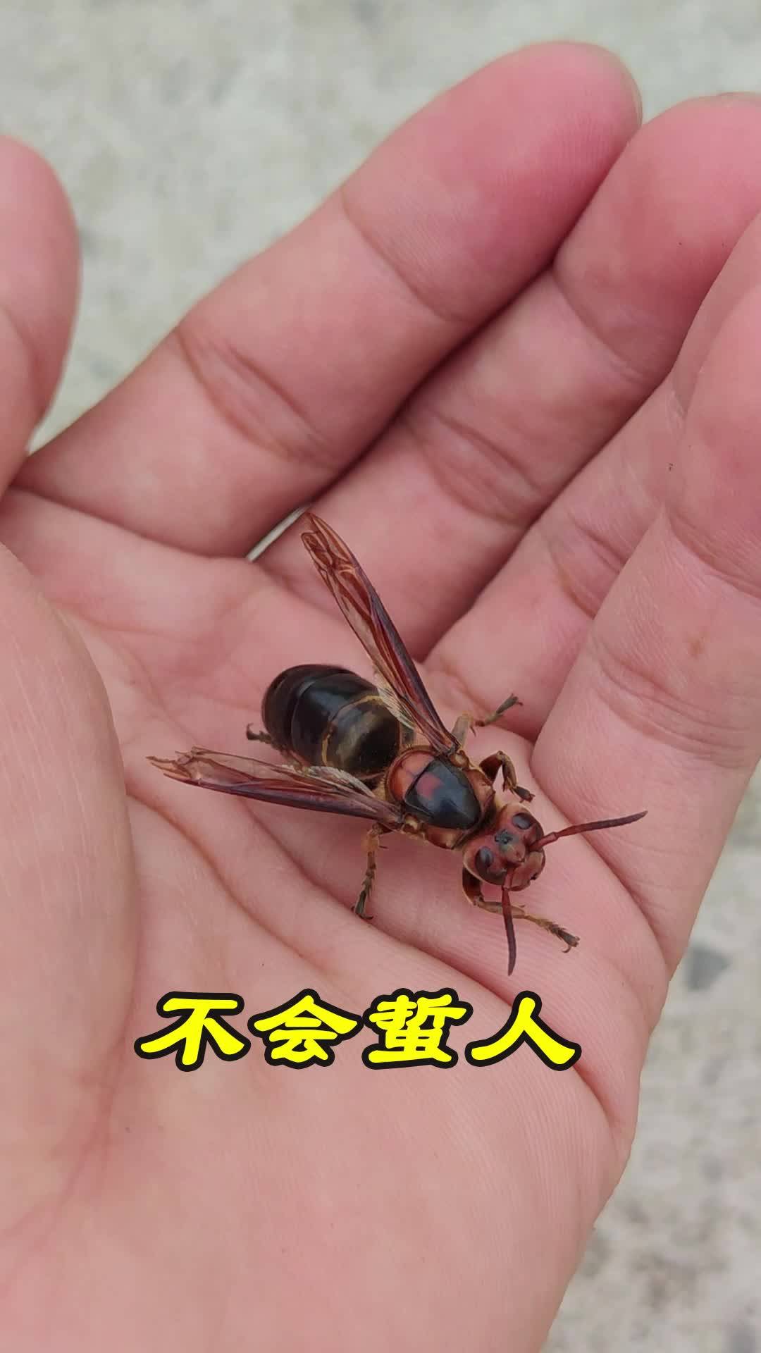 认识马蜂蜂王