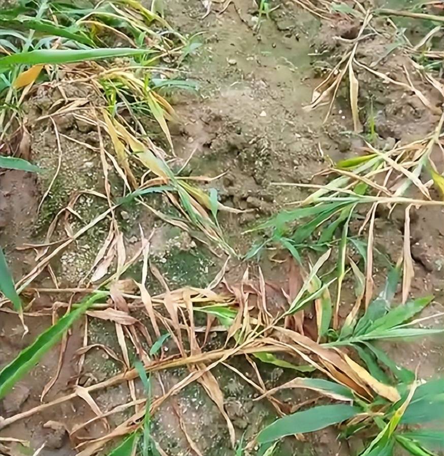 大姜涝害黄叶死棵怎么办?