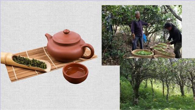 恭喜东极一品楼茶庄.