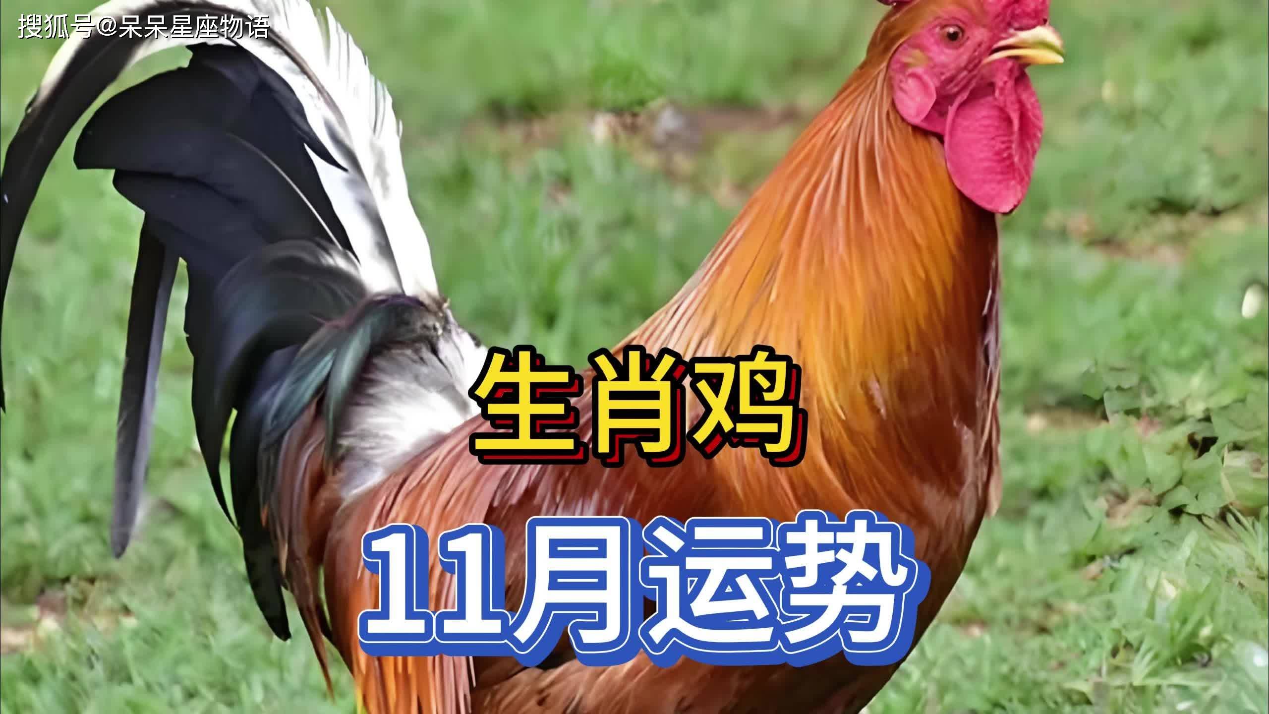 生肖鸡的运势和财运(十二生肖属鸡的财运)