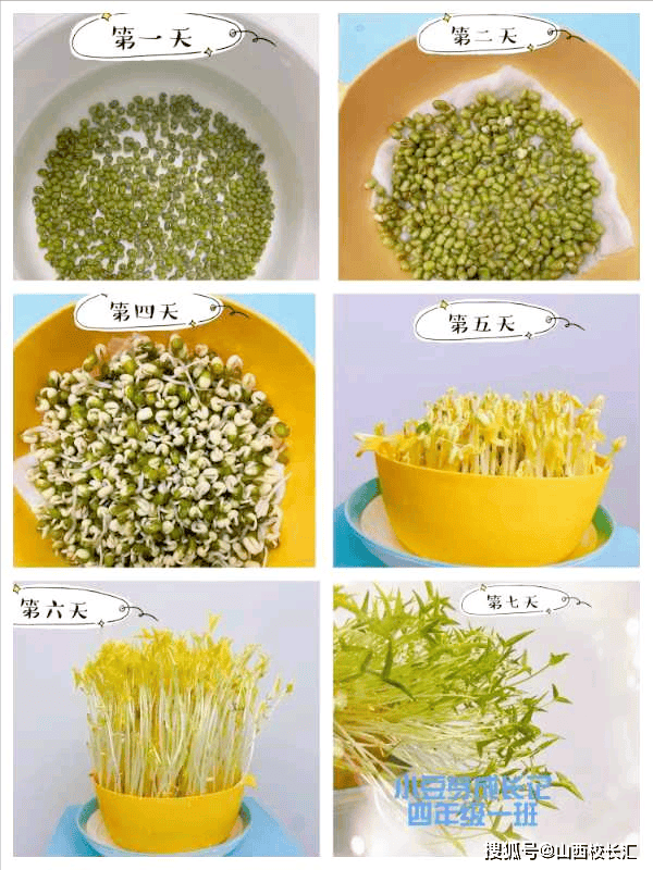 生豆芽简易新方法图片