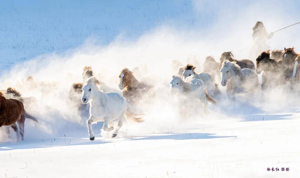 雪原狂奔图片