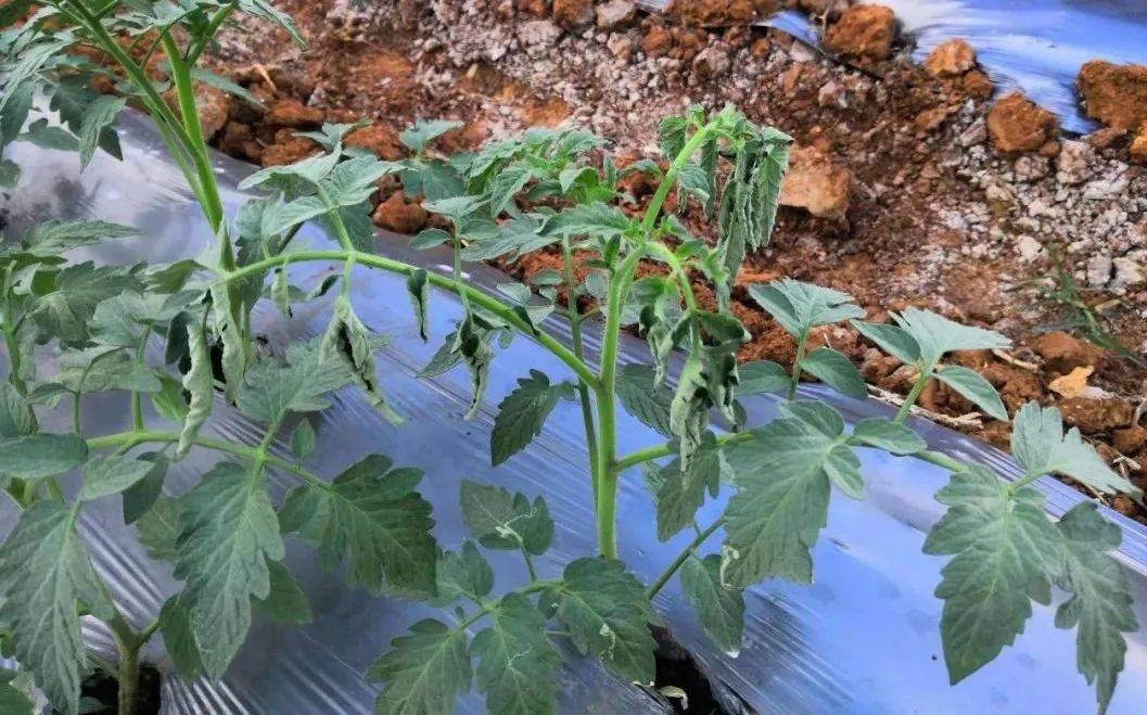 番茄这种病你真的了解多少?危害大,果实茎秆叶片全都有!