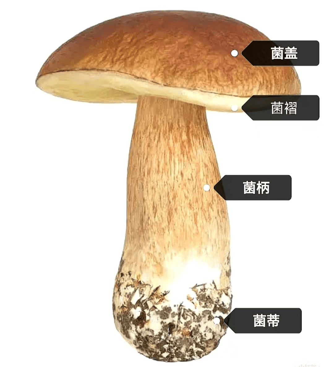 蘑菇子实体横切面图片