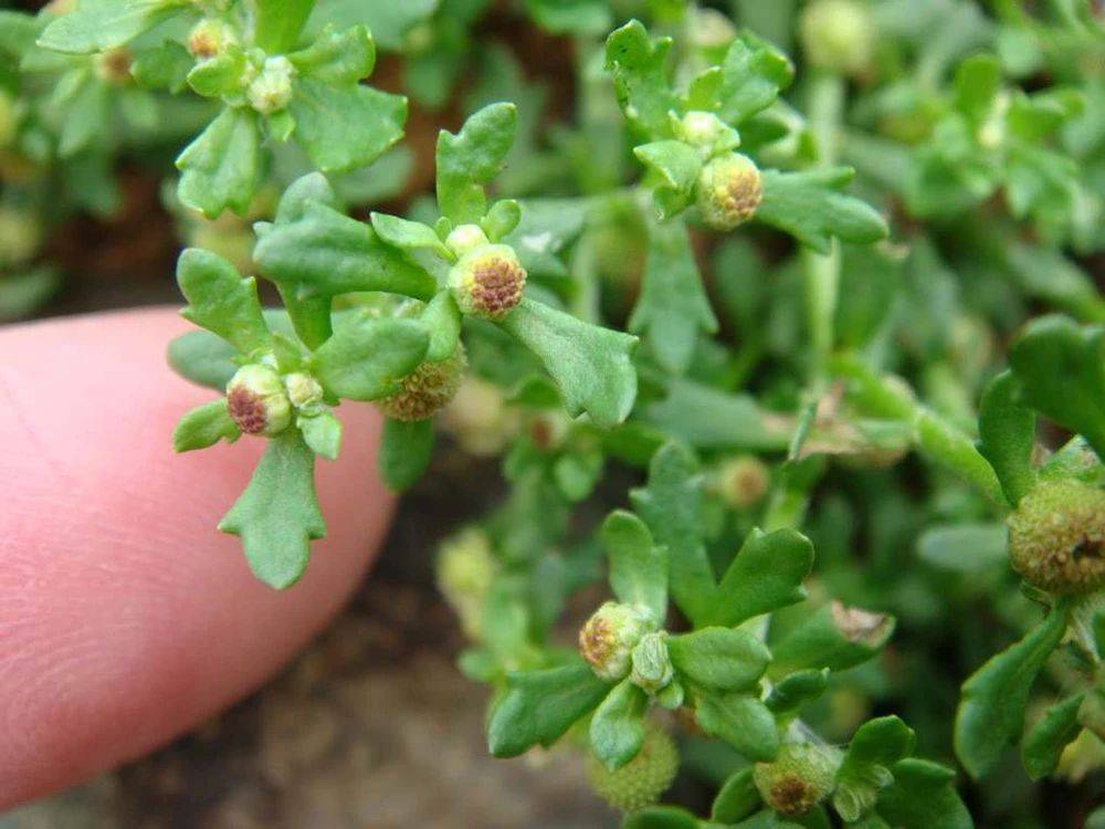 驴龙尖野菜学名图片