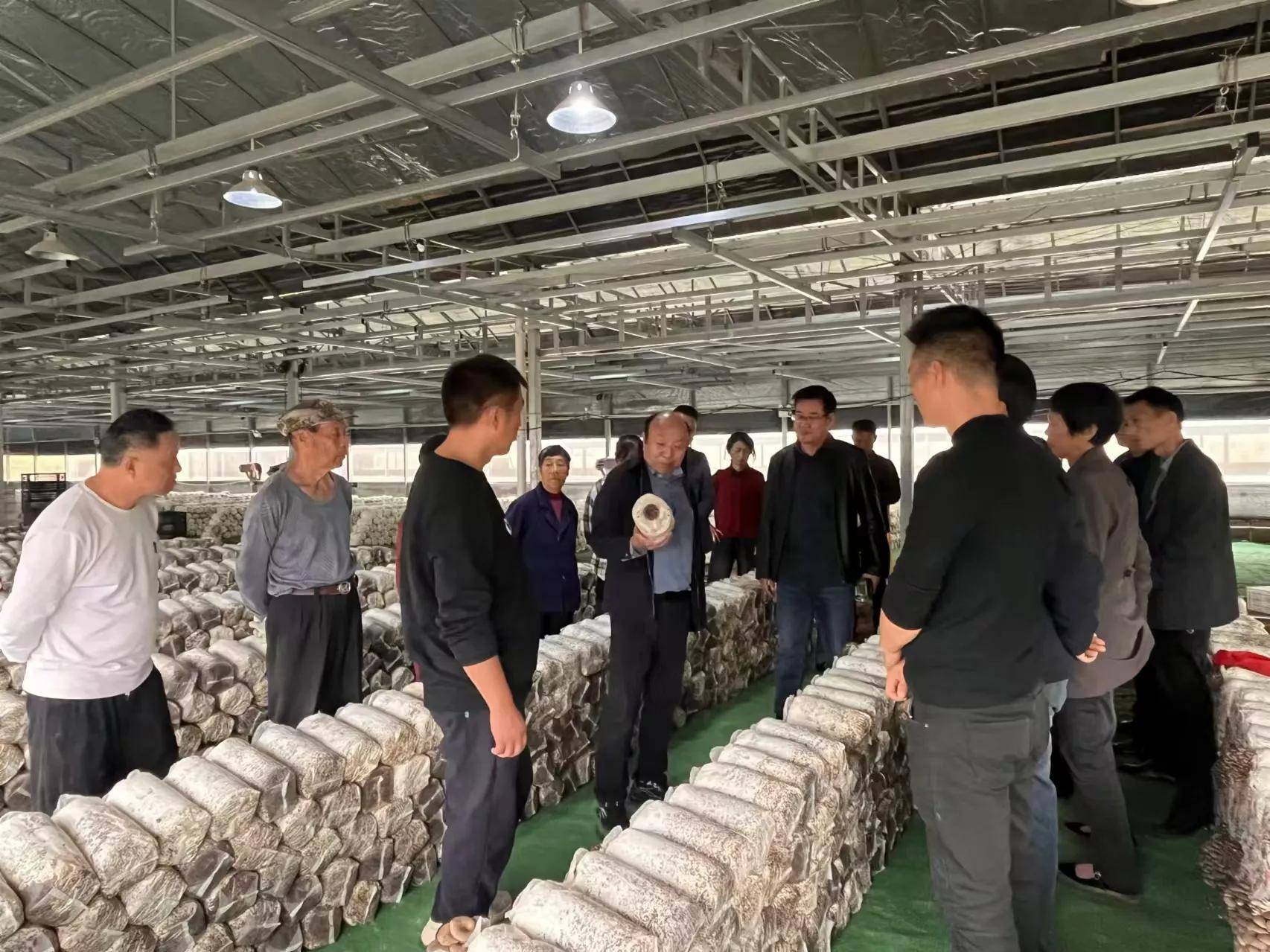 肥西县珍稀食用菌协会在肥西铭传聚星社区举办栽培新技术培训～～檀力