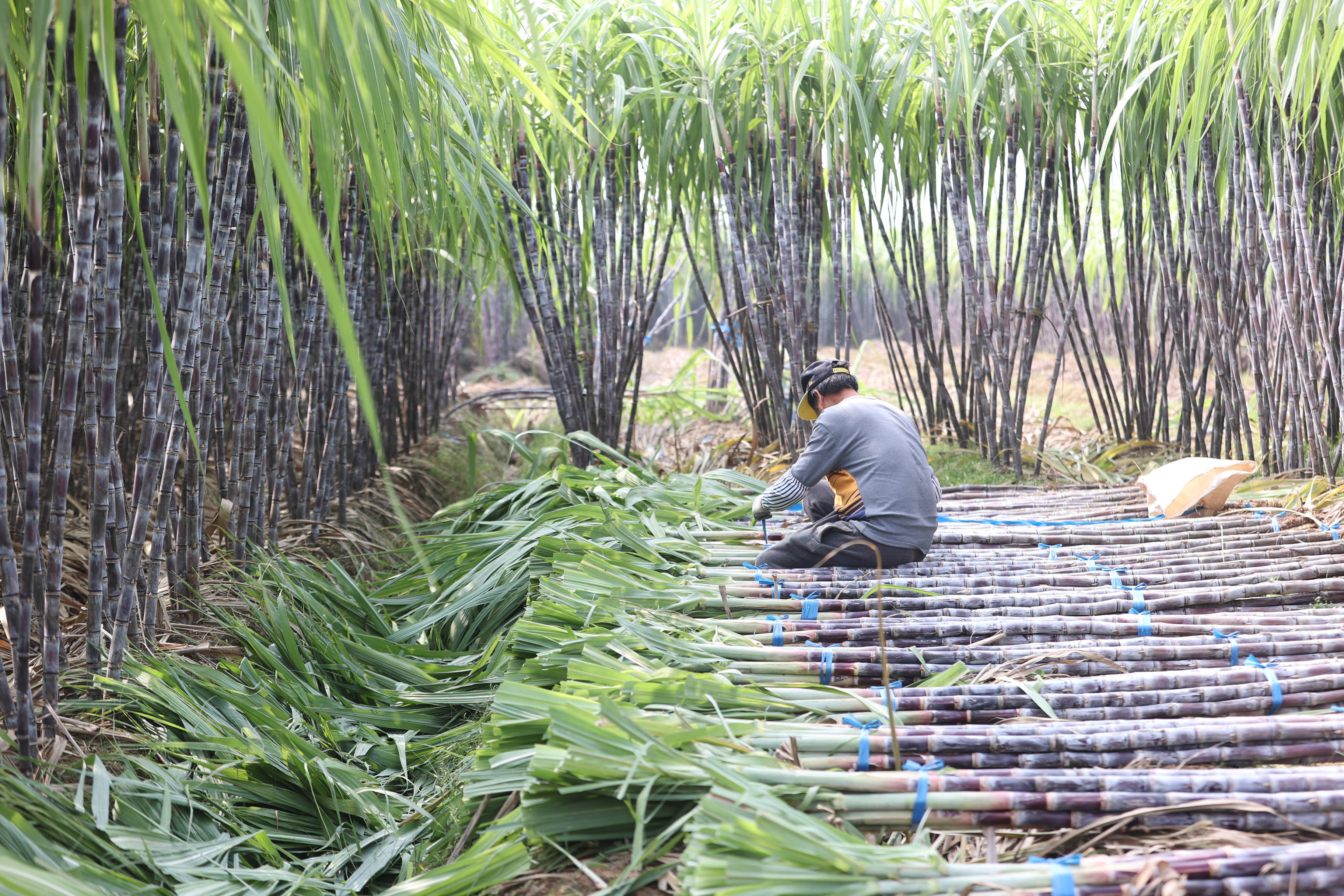种植什么一亩六七十万不愁卖(种植什么一亩六七十万不愁卖的农作物)