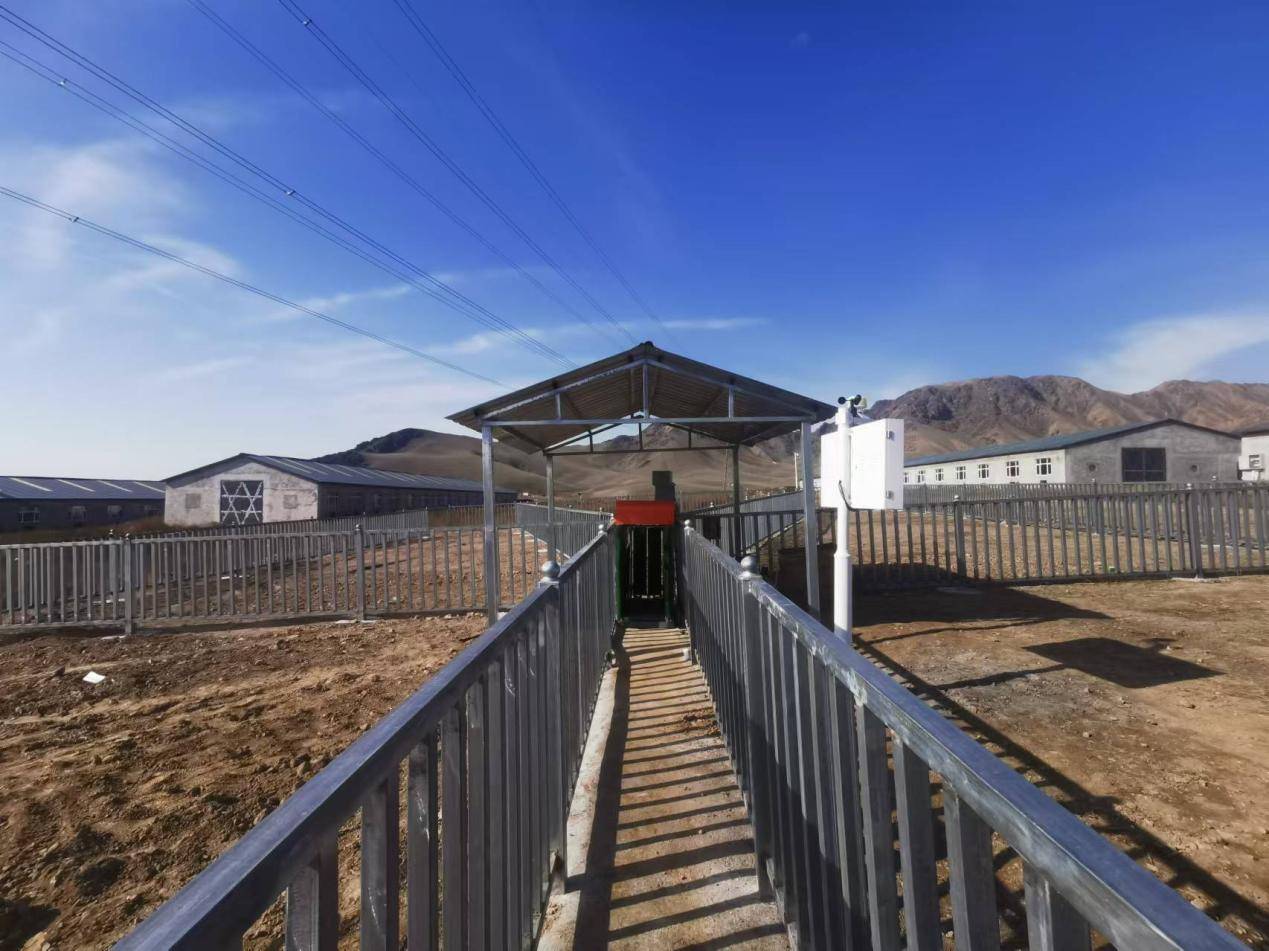 中恒国科种羊性能测定系统:为新疆巩乃斯种羊场注入科技动力