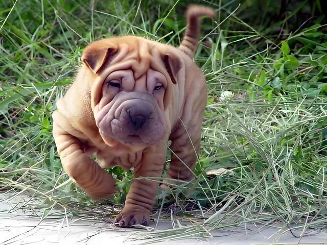 中国10大名犬图片