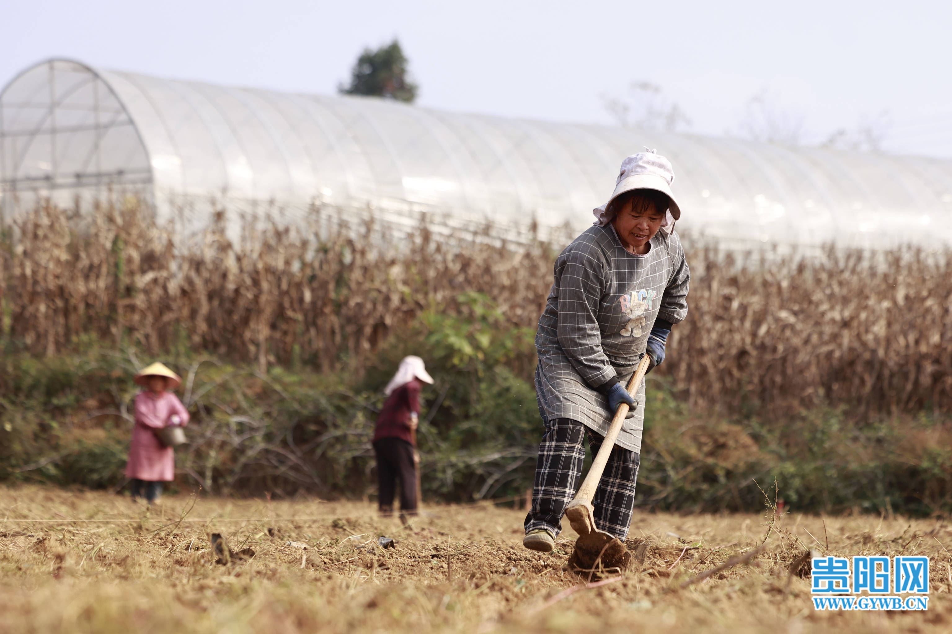 乌当区王坝村冬季芫须种植忙!