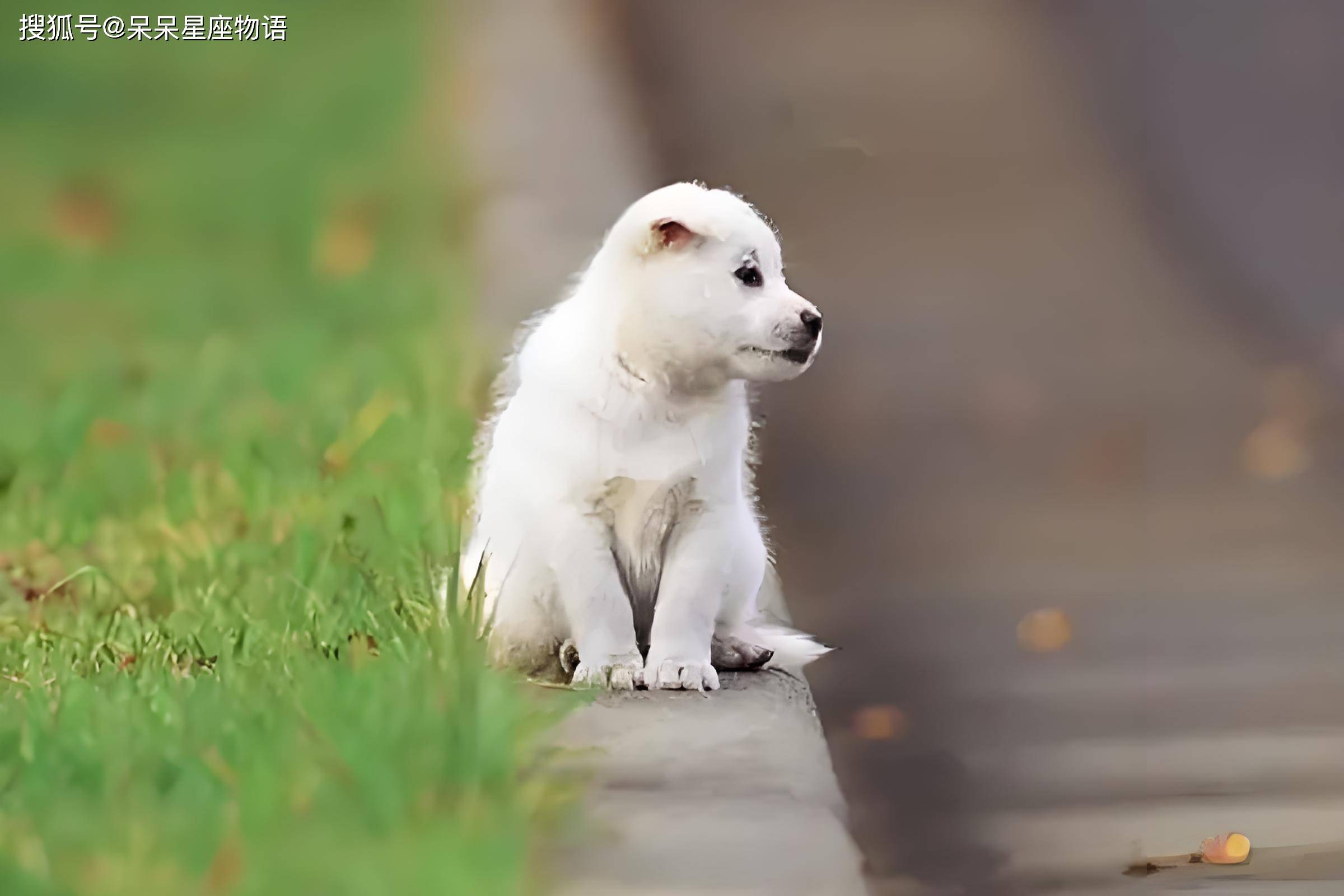 12月3日生肖狗运势(12月3日生肖狗运势怎么样)