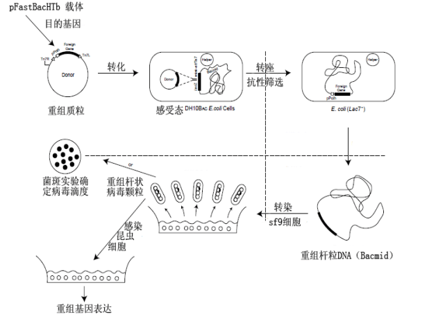 原核表达载体和真核表达系统及其载体